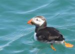 Puffin Paddling