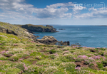Sailing Broad Sound, Skomer Island