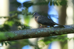 Spotted Dove portfolio