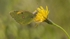 Clouded Yellow
