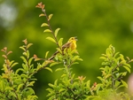 Yellowhammer