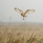 Foggy Morning Barn Owl SD2515