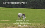 BPP_3621