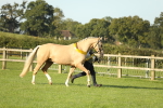 SBM_57995