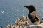 Razorbill