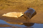 Grey Seal Pup