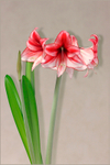 Hippeastrum 'Charisma' 1