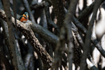 American Pygmy Kingfisher, Sierpe River, Costa Rica