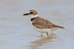 Wilson's Plover (breeding adult), Fort De Soto Park, Florida