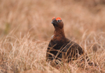 Red Grouse