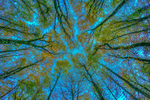 Looking at the sky at Dereen Woods, Ireland.
