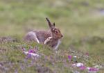 Mountain Hare - Lepus timidus