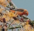 Male Crossbill