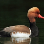 Red-crested Pochard