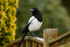 Magpie