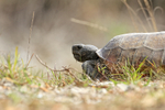 Gopher Tortoise (adult), Shamrock Park, Venice, Florida