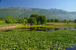 Lake Kerkini, Central Macedonia, Greece