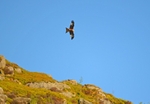 Red Kite