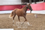 BPP_2032
