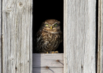 Owls portfolio