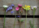 Wildflowers on a Wooden Box