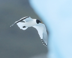 Sabine's Gull flying, Jokulsarlon, Iceland