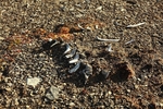 Whale skeleton 9887