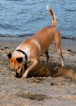 Dig