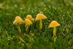 Parrot Waxcap