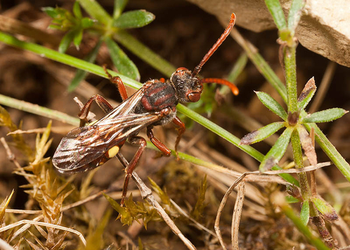 Warwickshire, May 2012. Investigating a burrow used by [i]Andrena bucephala[/i]. Note prominent yellow spot on edge o…