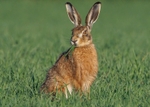 Brown Hare