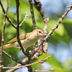 Red-eyed Vireo