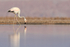 Chilean Flamingo (immature), Laguna Chaxas, Chile