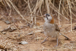 Speckle-fronted Weaver portfolio