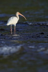 White Ibis standing still in sea, Playa Cativo Lodge, Costa Rica