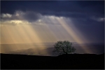 Rays and Tree