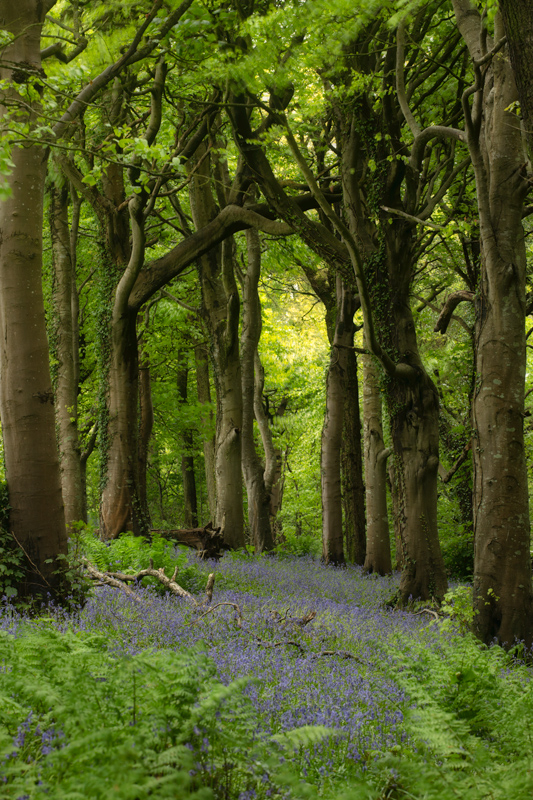 Into Wonderland