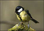 Great Tit (Parus major