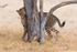 Cheetah Tree 6