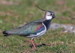 Lapwing