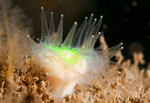 Caryophyllia smithii