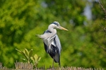 Grey Heron