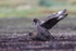Brown Skuas mating, Falklands