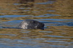 Atlantic Grey Seal