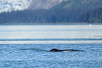 Humpback Whale blow hole, Prince William Sound, Alaska