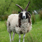 Jakob four Horn Sheep, Donegal, Ireland