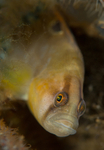 Pholis gunnellus