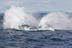 Humpback Splash 2.0A3A1216