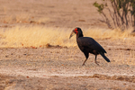 Southern Ground Hornbill
