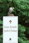 Grey Jay perched on signpost, Maligne Lake, Canada